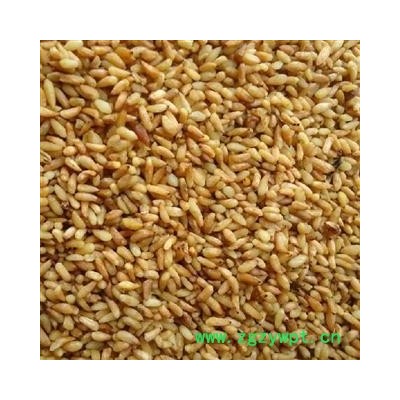 德誉堂药业 柏子仁 98货 选柏子仁 产地 山东省