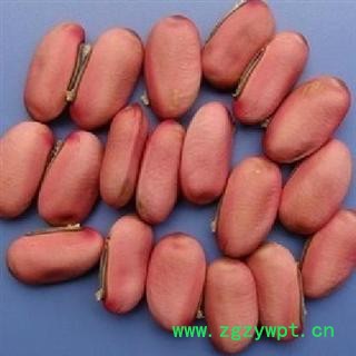 刀豆 选 刀豆  产地 湖北省 德誉堂药业批发各种中药材图2