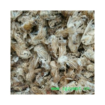 原蚕蛾 精品好统过筛 产地 辽宁省