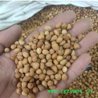 安祁名药中药材郁李仁 可搭配桑叶 另有杏仁图2