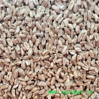 安祁名药浮小麦  浮麦 瘪小麦图2