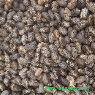 蓖麻子 选 蓖麻子 产地 安徽省 德誉堂药业批发各种中药材图3