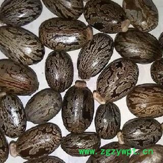 蓖麻子 选 蓖麻子 产地 安徽省 德誉堂药业批发各种中药材图2