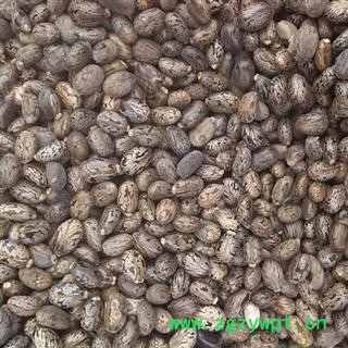 蓖麻子 选 蓖麻子 产地 安徽省 德誉堂药业批发各种中药材图4