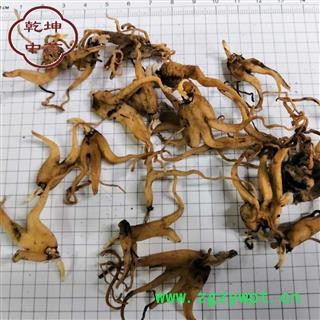 手掌参 好统货 产地 四川省 批发各种中药材 【诚信经营 品种齐全】图2
