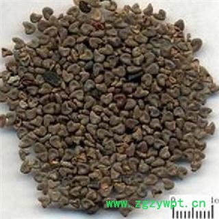 冬葵子 选 冬葵子 产地 河南省 德誉堂药业批发各种中药材图2