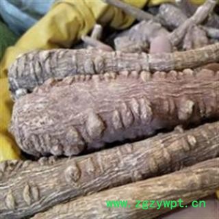 白芷 白芷 产地直销新货川白芷选个。个头大货干无虫蛀实物拍摄  产地 四川省图2