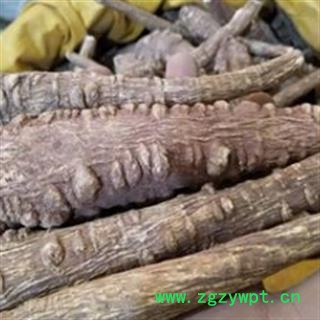 白芷 白芷 产地直销新货川白芷选个。个头大货干无虫蛀实物拍摄  产地 四川省图3