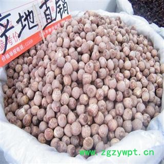 莲子 红圆莲 产地 湖南省 德誉堂药业批发零售各种中药材图3