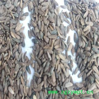 大力子 牛子 选 牛蒡子  产地  甘肃 德誉堂药业批发各种中药材图2