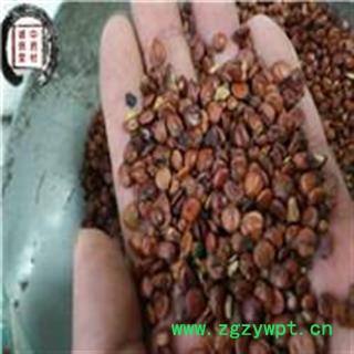 酸枣仁 选 枣仁 云南酸枣仁 批发各种中药材图4