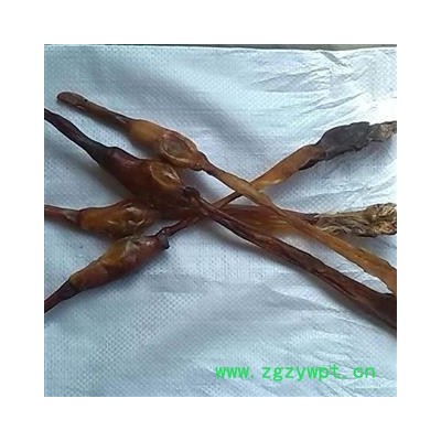 狗鞭 精品狗鞭选支 产地 山东省