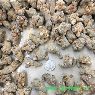 三七60头 三七田七促销 本色水洗不打蜡 一手货源产地直销1公斤起 产地云南文山 甄选药材行 为你真选好药材图3