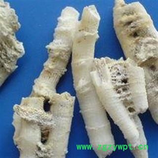 鹅管石 统货 产地 广西壮族自治区 凯捷中药图3