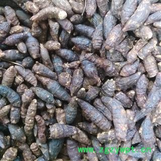 香附 光香附选个 产地 河南省图2