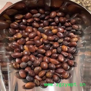 安祁名药大皂角 皂角米 皂荚籽图2