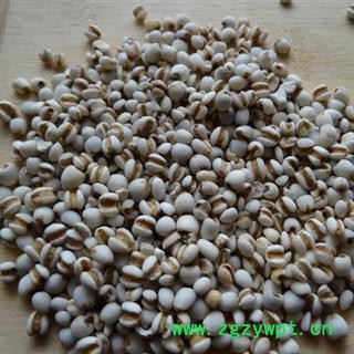 安祁名药薏米 薏苡仁 贵州薏米图2