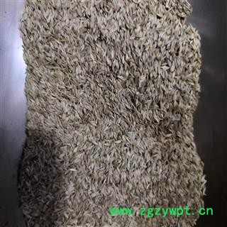 安祁名药正品生菜籽 莴苣子 白巨胜子 新货净货图2