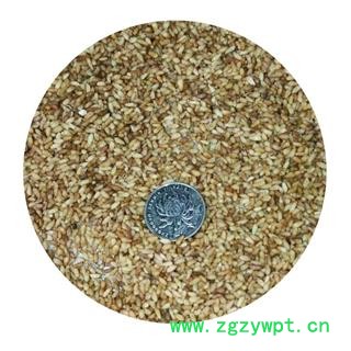 德誉堂药业柏子仁  柏子仁 产地 山东省 本店批发各种中药材图4