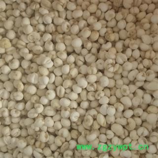 平贝母 0.8左右 产地 辽宁省图2