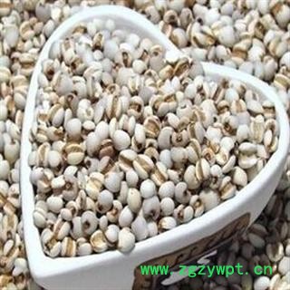 薏苡仁 选 产地 贵州省遵义市余庆县图2