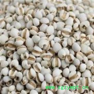 薏苡仁 选 产地 贵州省遵义市余庆县图3