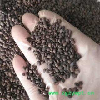 安祁名药正品黑豆 黑料豆 马豆图2