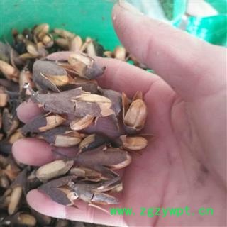 安祁名药中药材 香椿子 响铃子  香椿果图2