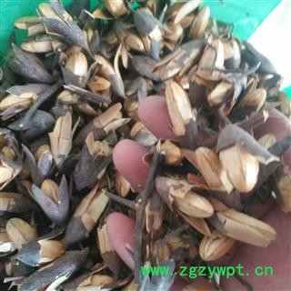 安祁名药中药材 香椿子 响铃子  香椿果图3