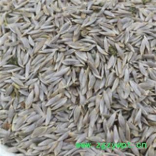 安祁名药优质巨胜子 白巨胜图2