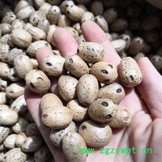 安祁名药广枣 五眼果 五眼六通图2