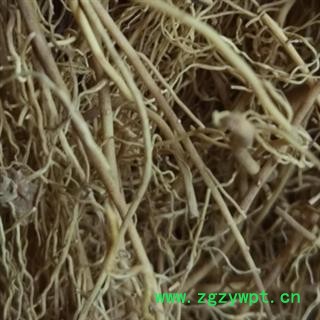 细辛 辽细辛水洗净根  干净 产地 辽宁省图3