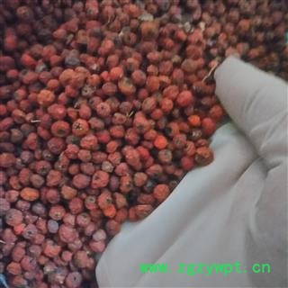 安祁名药正品火棘 赤阳子 救军粮   救济粮 吉祥果图2