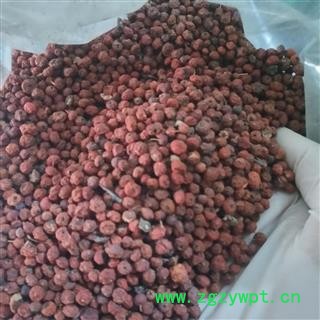 安祁名药正品火棘 赤阳子 救军粮   救济粮 吉祥果图3