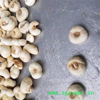 平贝母 选装平贝 平贝母 大平贝 贝母 产地 吉林省图4