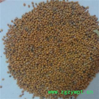 白芥子 选 白芥子 产地 四川 德誉堂药业批发各种中药材图2