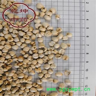 川贝母 川贝 珍珠贝   包含量 产地 四川省阿坝藏族羌族自治州【诚信经营 品种齐全】图2
