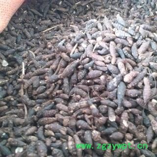 香附 选货 产地 广东省 产地直销  重在质量图2