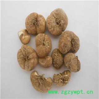 浙贝母 无硫浙贝母 选个 产地 浙江省 产地直销 重在质量图2