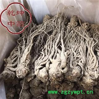 当归 全当归 无硫大条 产地 甘肃省图2