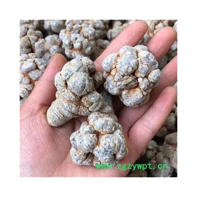 三七 三七20头 产地 云南省 产地直销 质量保证