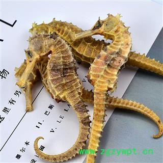 海马 04海马短刺 统 无数条 产地 海外图2