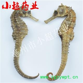 海马 04海马短刺 统 无数条 产地 海外图3