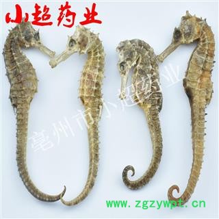 海马 04海马短刺 统 无数条 产地 海外图4