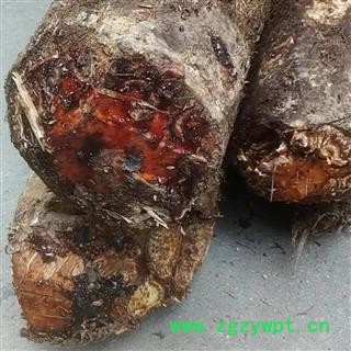 新鲜野生龙骨风 整根湿品 大贯仲 飞天蠄蟧 砍砍药图3