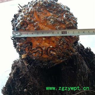 新鲜野生龙骨风 整根湿品 大贯仲 飞天蠄蟧 砍砍药图2