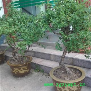 盆景金银花 产地 山东省蒙山