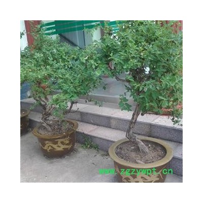 盆景金银花 产地 山东省蒙山