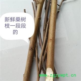 桑枝 选货 产地 湖北省黄冈市麻城市野生新鲜桑枝桑树枝桑棍桑条