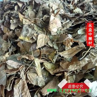 霜桑叶 冬桑叶选货 产地 河南省南阳市市辖区图2